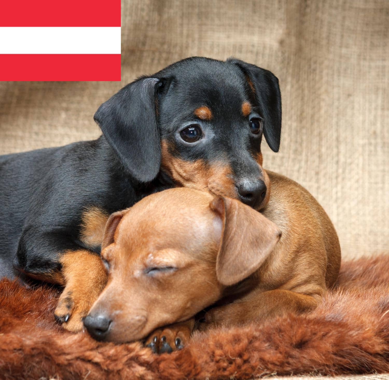 Zwergpinscher Züchter und Welpen in Österreich - Zwergpinscher Hunde