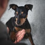 Zwergpinscher Erziehung und Training