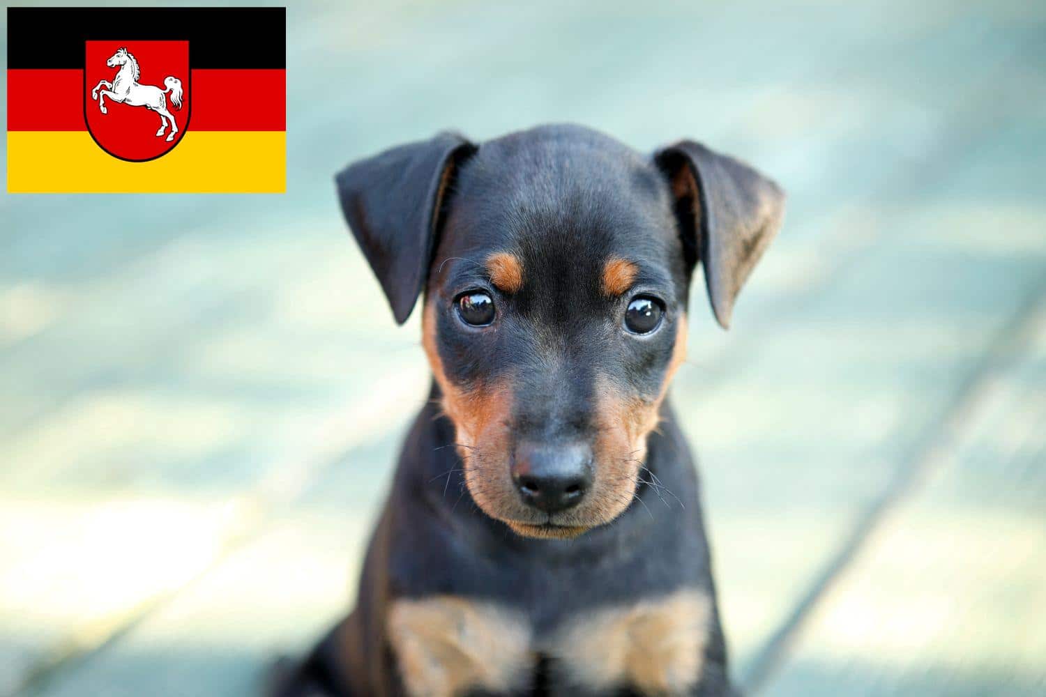 Zwergpinscher Züchter und Welpen in Niedersachsen - Zwergpinscher Hunde