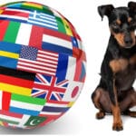 Zwergpinscher und Züchter in aller Welt