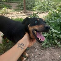 🍀ZUHAUSE GEFUNDEN🍀Pinscher-Mix Misha (30 cm/7kg) - Körbchen gesucht für kleinen Schmuser!