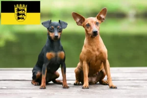 Mehr über den Artikel erfahren Zwergpinscher Züchter und Welpen in Baden-Württemberg