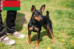 Mehr über den Artikel erfahren Zwergpinscher Züchter und Welpen in Belarus