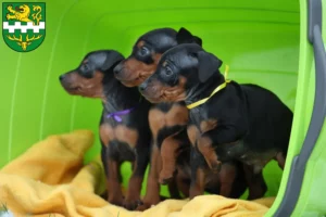 Mehr über den Artikel erfahren Zwergpinscher Züchter und Welpen in Bergisch Gladbach