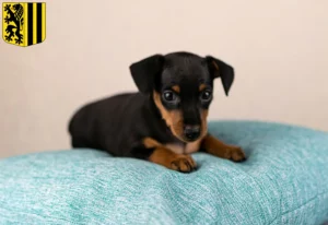 Mehr über den Artikel erfahren Zwergpinscher Züchter und Welpen in Dresden