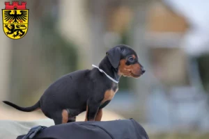 Mehr über den Artikel erfahren Zwergpinscher Züchter und Welpen in Düren