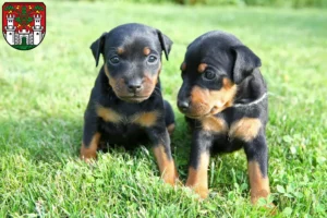 Mehr über den Artikel erfahren Zwergpinscher Züchter und Welpen in Eichstätt