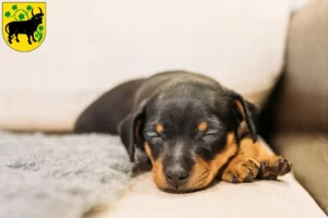 Mehr über den Artikel erfahren Zwergpinscher Züchter und Welpen in Güstrow