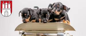 Mehr über den Artikel erfahren Zwergpinscher Züchter und Welpen in Harburg