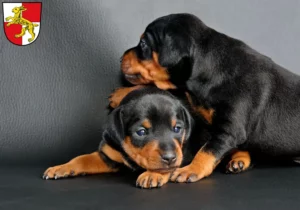 Mehr über den Artikel erfahren Zwergpinscher Züchter und Welpen in Haßfurt