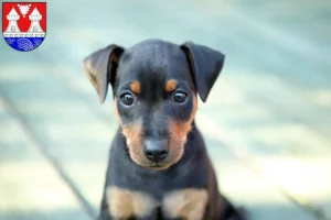 Mehr über den Artikel erfahren Zwergpinscher Züchter und Welpen in Itzehoe