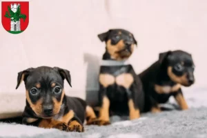 Mehr über den Artikel erfahren Zwergpinscher Züchter und Welpen in Klagenfurt