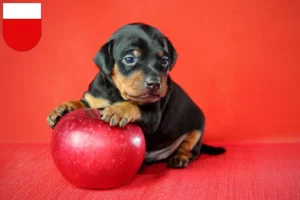 Mehr über den Artikel erfahren Zwergpinscher Züchter und Welpen in Lausanne