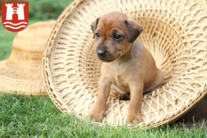 Mehr über den Artikel erfahren Zwergpinscher Züchter und Welpen in Linz