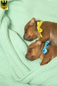 Mehr über den Artikel erfahren Zwergpinscher Züchter und Welpen in Lübben (Spreewald)