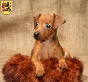 Mehr über den Artikel erfahren Zwergpinscher Züchter und Welpen in Meißen