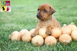 Mehr über den Artikel erfahren Zwergpinscher Züchter und Welpen in Nienburg/Weser