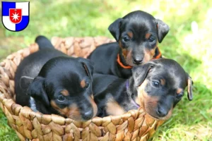 Mehr über den Artikel erfahren Zwergpinscher Züchter und Welpen in Norderstedt