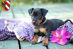 Mehr über den Artikel erfahren Zwergpinscher Züchter und Welpen in Nürnberg