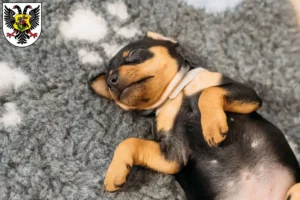 Mehr über den Artikel erfahren Zwergpinscher Züchter und Welpen in Ortenaukreis