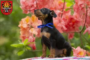 Mehr über den Artikel erfahren Zwergpinscher Züchter und Welpen in Parchim