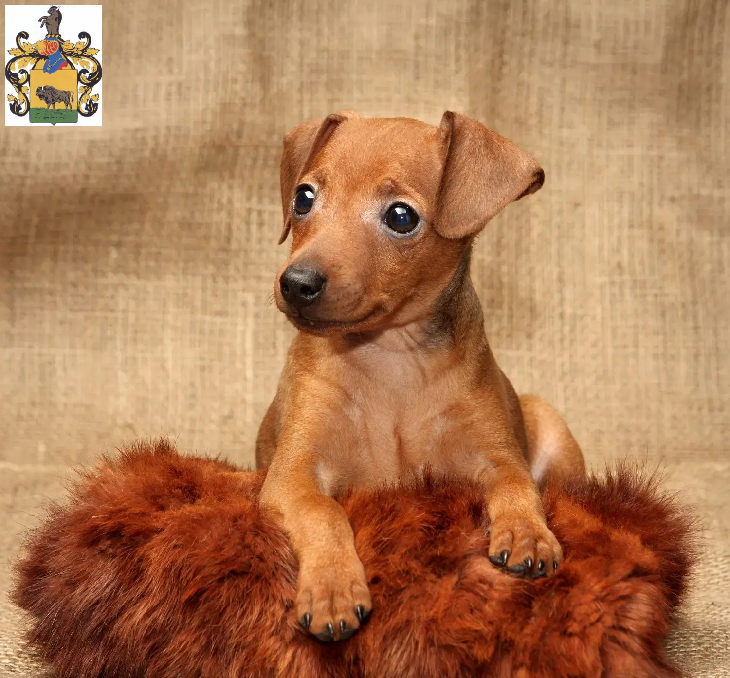 Mehr über den Artikel erfahren Zwergpinscher Züchter und Welpen in Schleiz