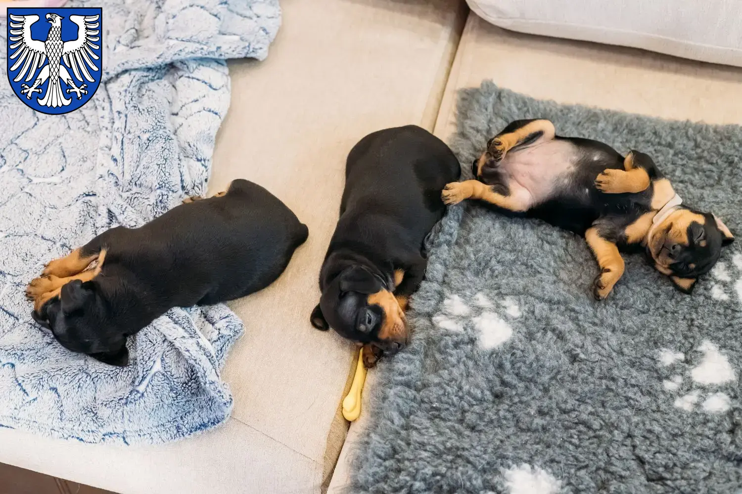 Mehr über den Artikel erfahren Zwergpinscher Züchter und Welpen in Schweinfurt