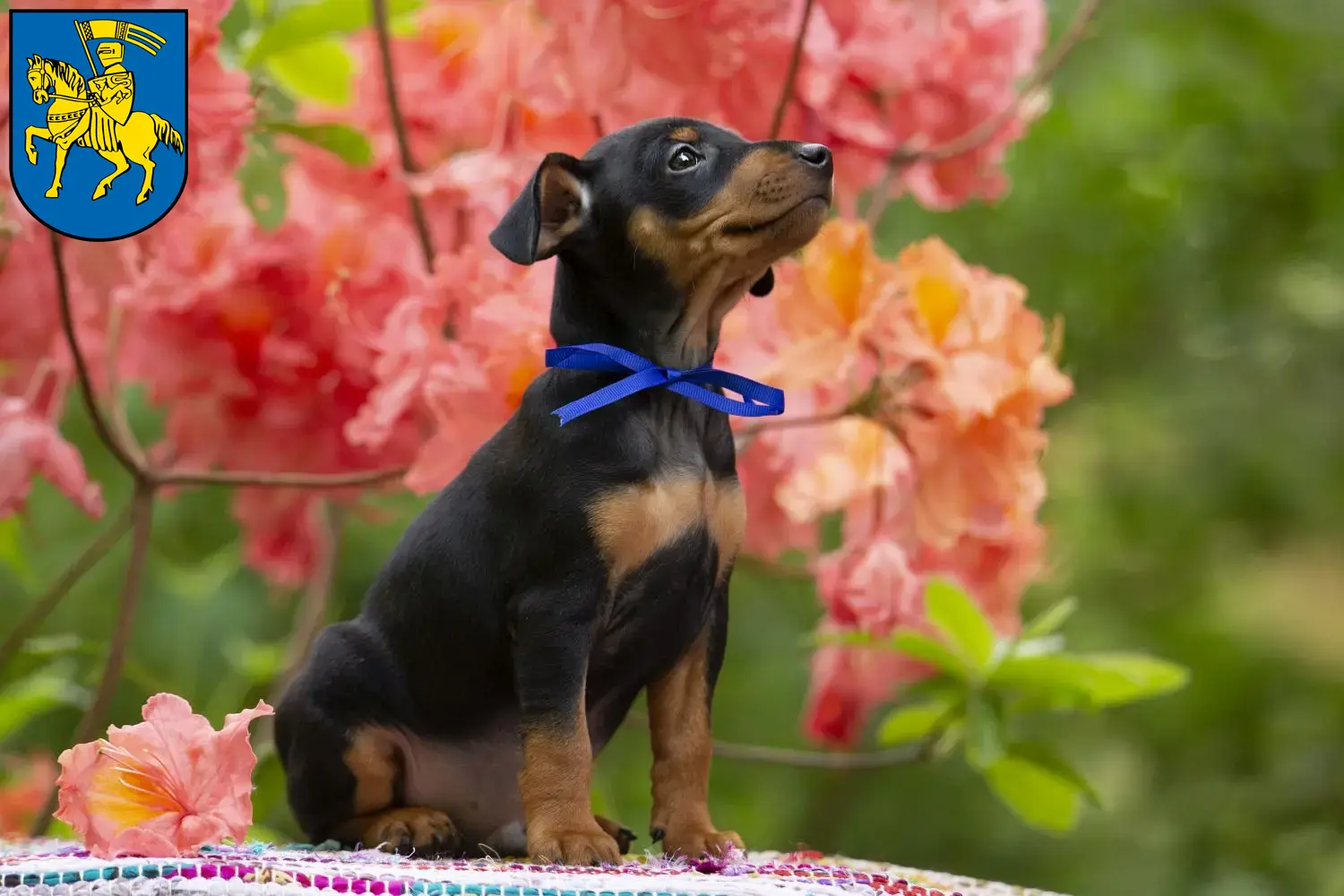 Mehr über den Artikel erfahren Zwergpinscher Züchter und Welpen in Schwerin