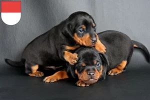 Mehr über den Artikel erfahren Zwergpinscher Züchter und Welpen in Solothurn