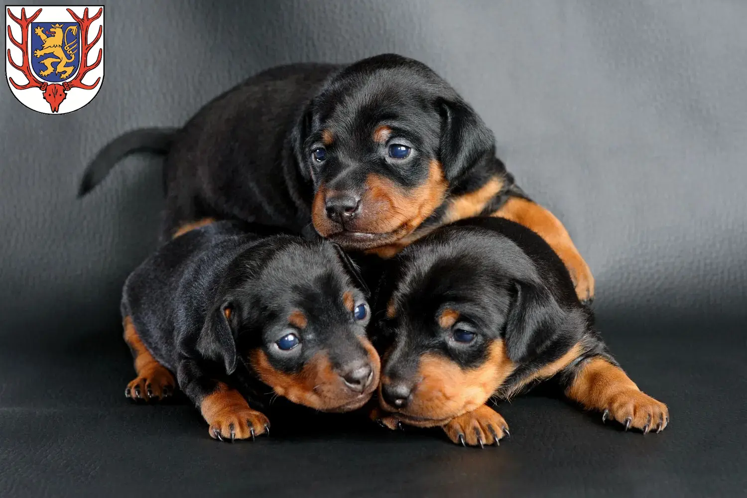 Mehr über den Artikel erfahren Zwergpinscher Züchter und Welpen in Sondershausen