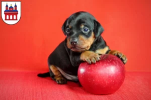 Mehr über den Artikel erfahren Zwergpinscher Züchter und Welpen in Speyer