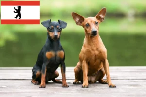 Mehr über den Artikel erfahren Zwergpinscher Züchter und Welpen in Berlin