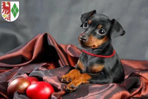 Mehr über den Artikel erfahren Zwergpinscher Züchter und Welpen in Stendal