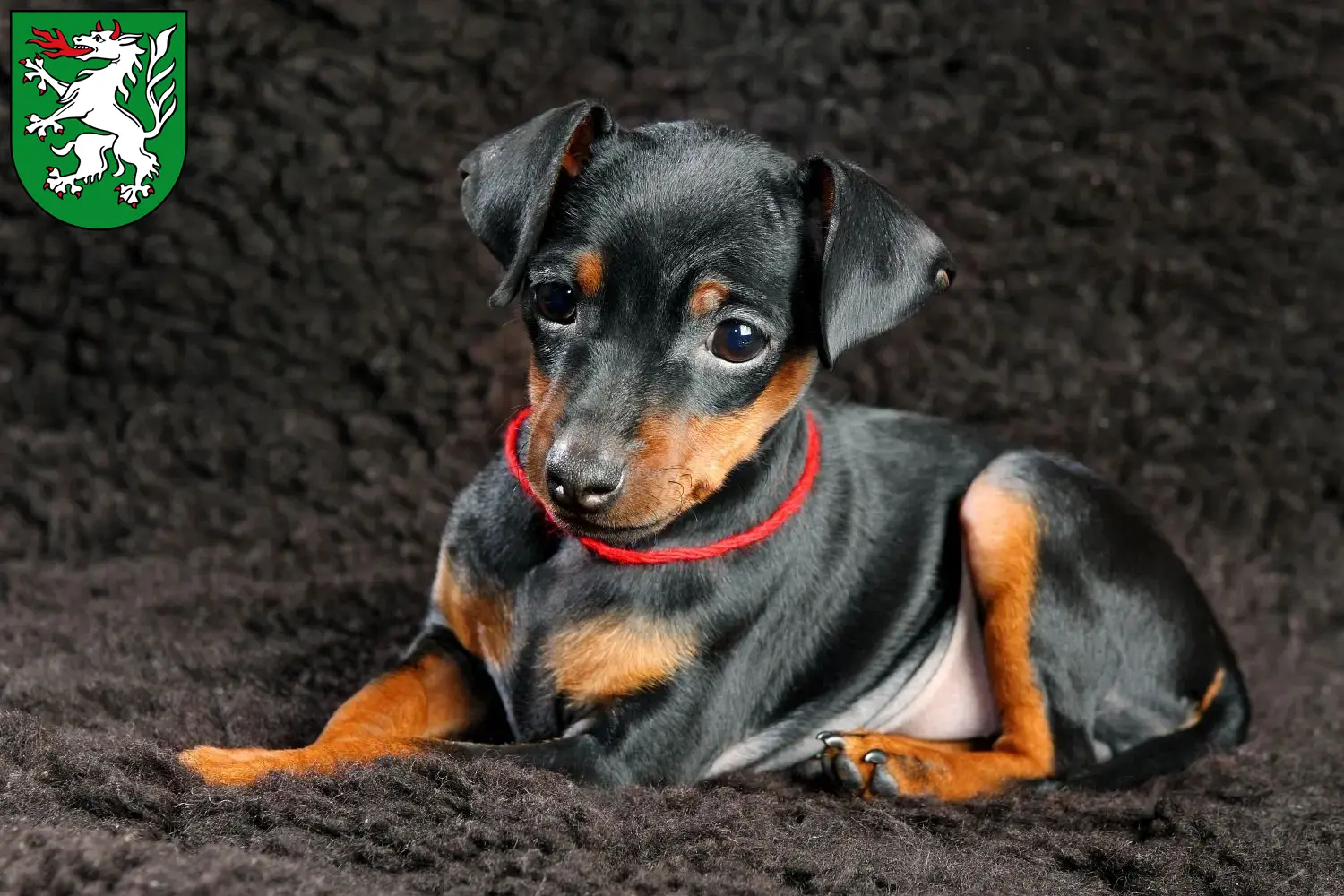 Mehr über den Artikel erfahren Zwergpinscher Züchter und Welpen in Steyr