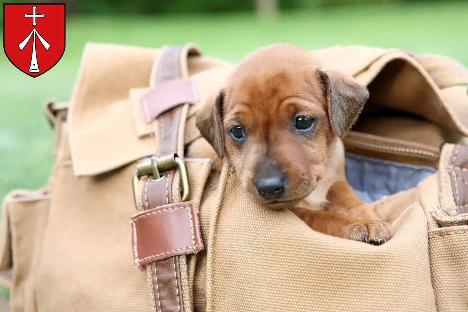 Mehr über den Artikel erfahren Zwergpinscher Züchter und Welpen in Stralsund