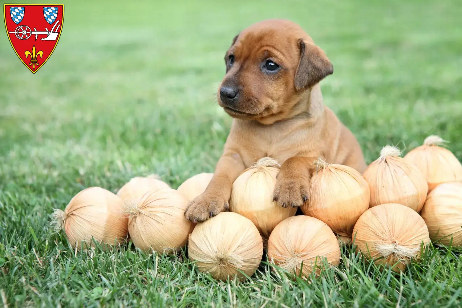 Mehr über den Artikel erfahren Zwergpinscher Züchter und Welpen in Straubing