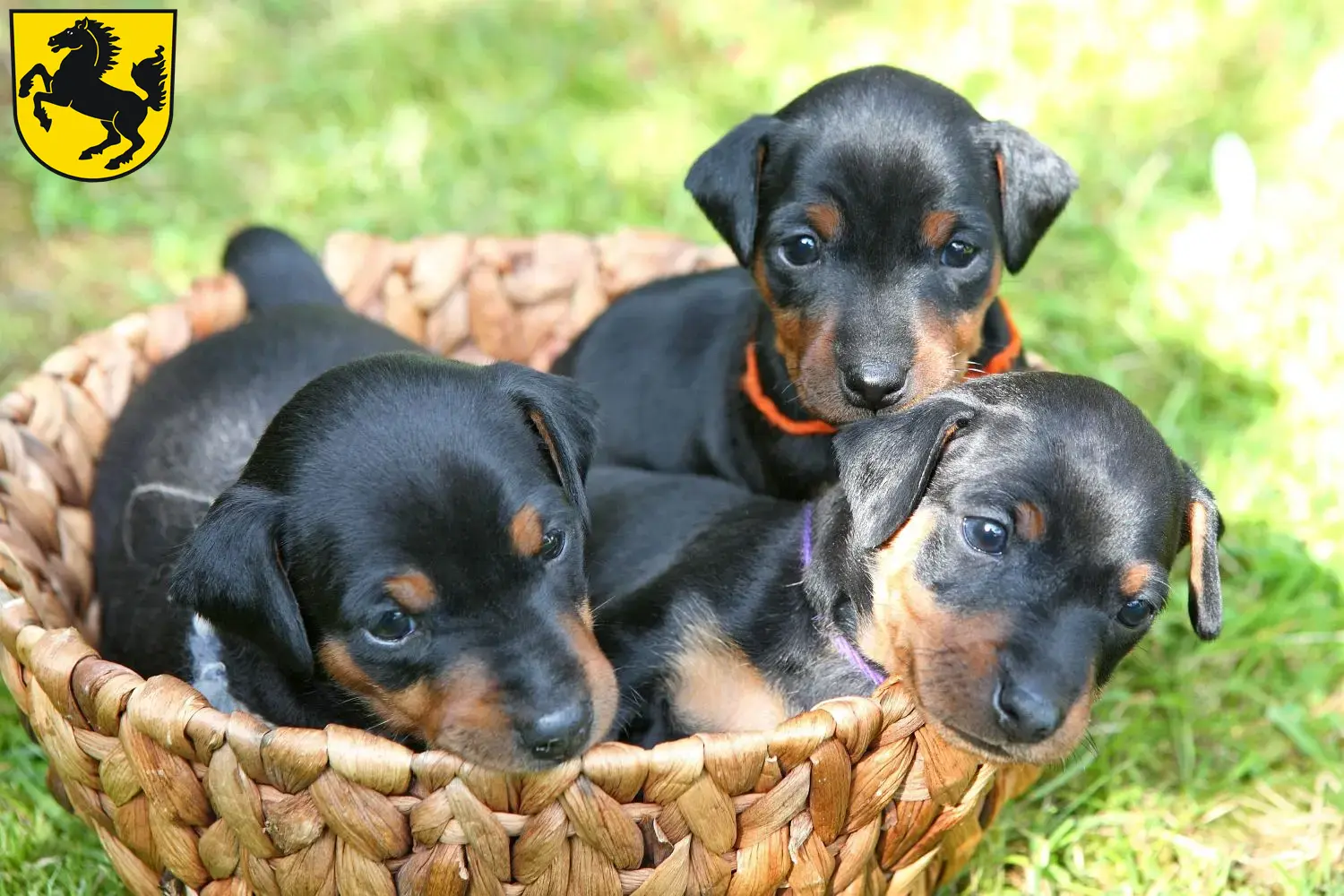 Mehr über den Artikel erfahren Zwergpinscher Züchter und Welpen in Stuttgart