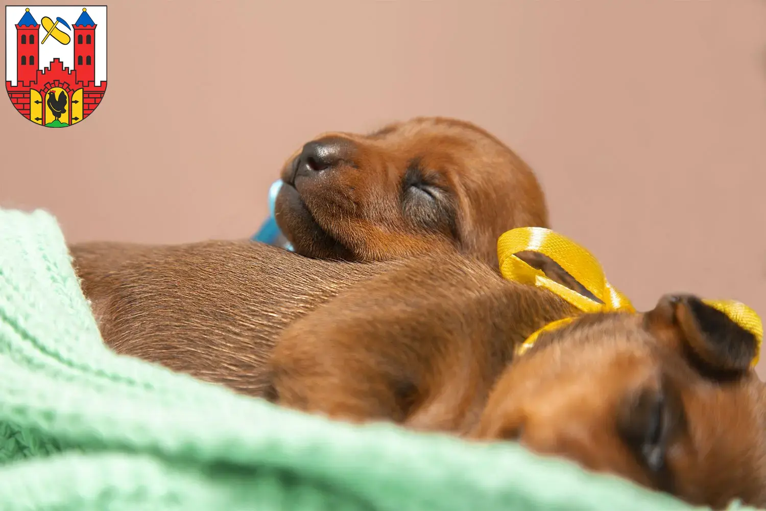 Mehr über den Artikel erfahren Zwergpinscher Züchter und Welpen in Suhl