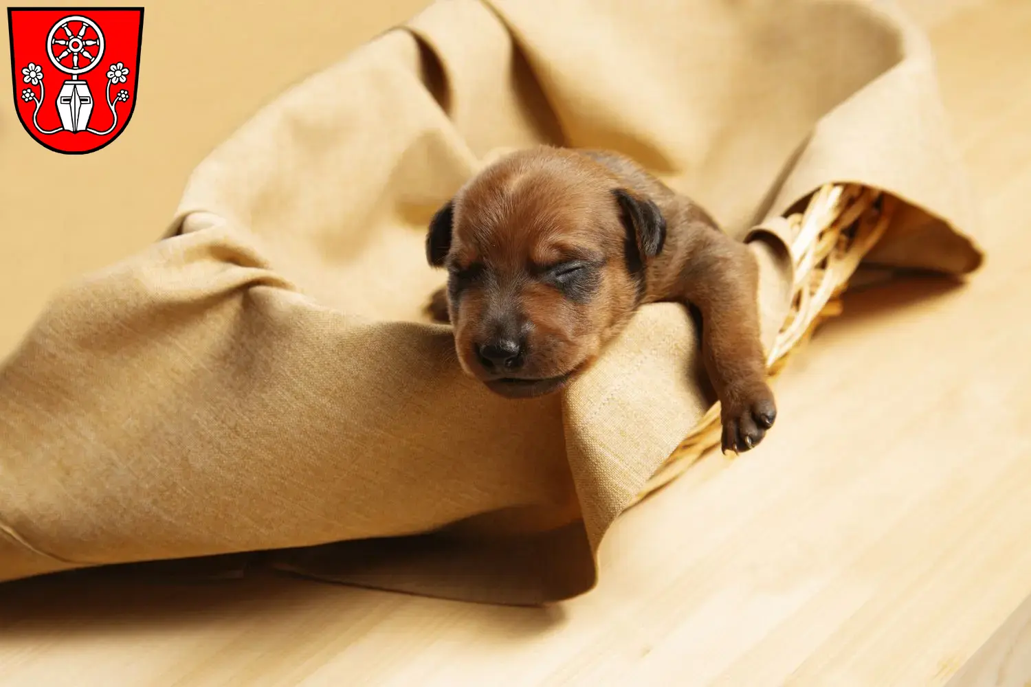 Mehr über den Artikel erfahren Zwergpinscher Züchter und Welpen in Tauberbischofsheim