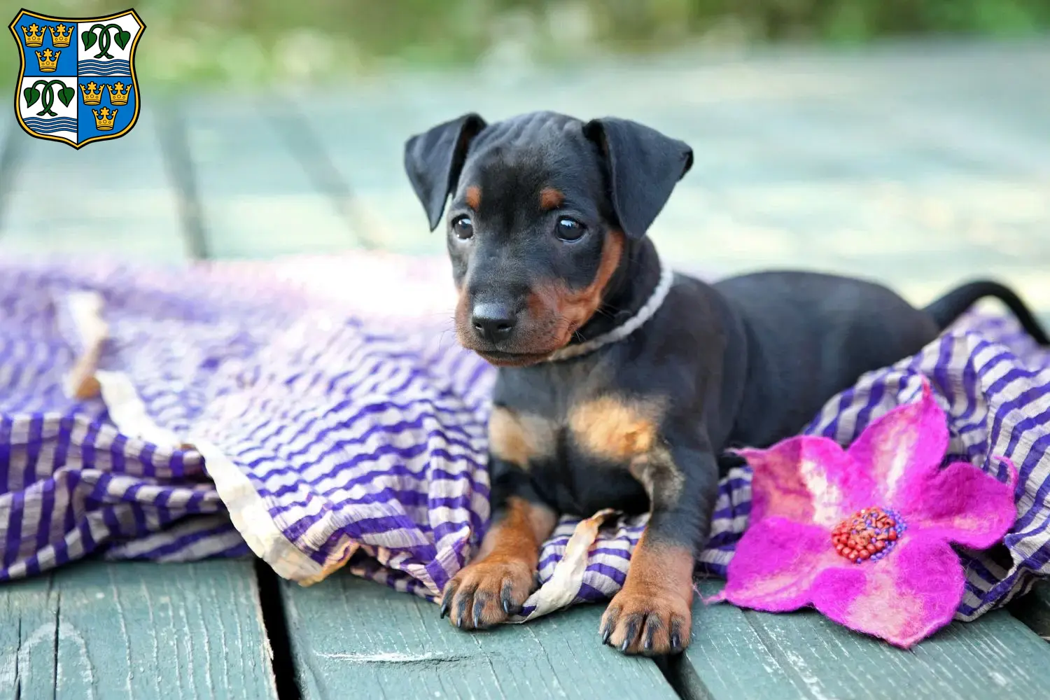 Mehr über den Artikel erfahren Zwergpinscher Züchter und Welpen am Tegernsee