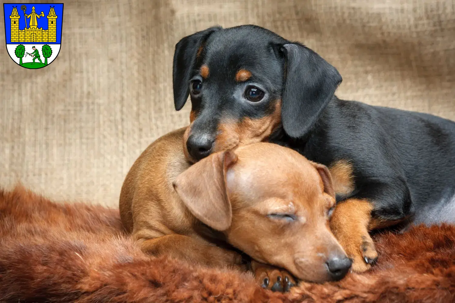 Mehr über den Artikel erfahren Zwergpinscher Züchter und Welpen in Tirschenreuth