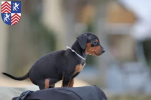 Mehr über den Artikel erfahren Zwergpinscher Züchter und Welpen in Torgau