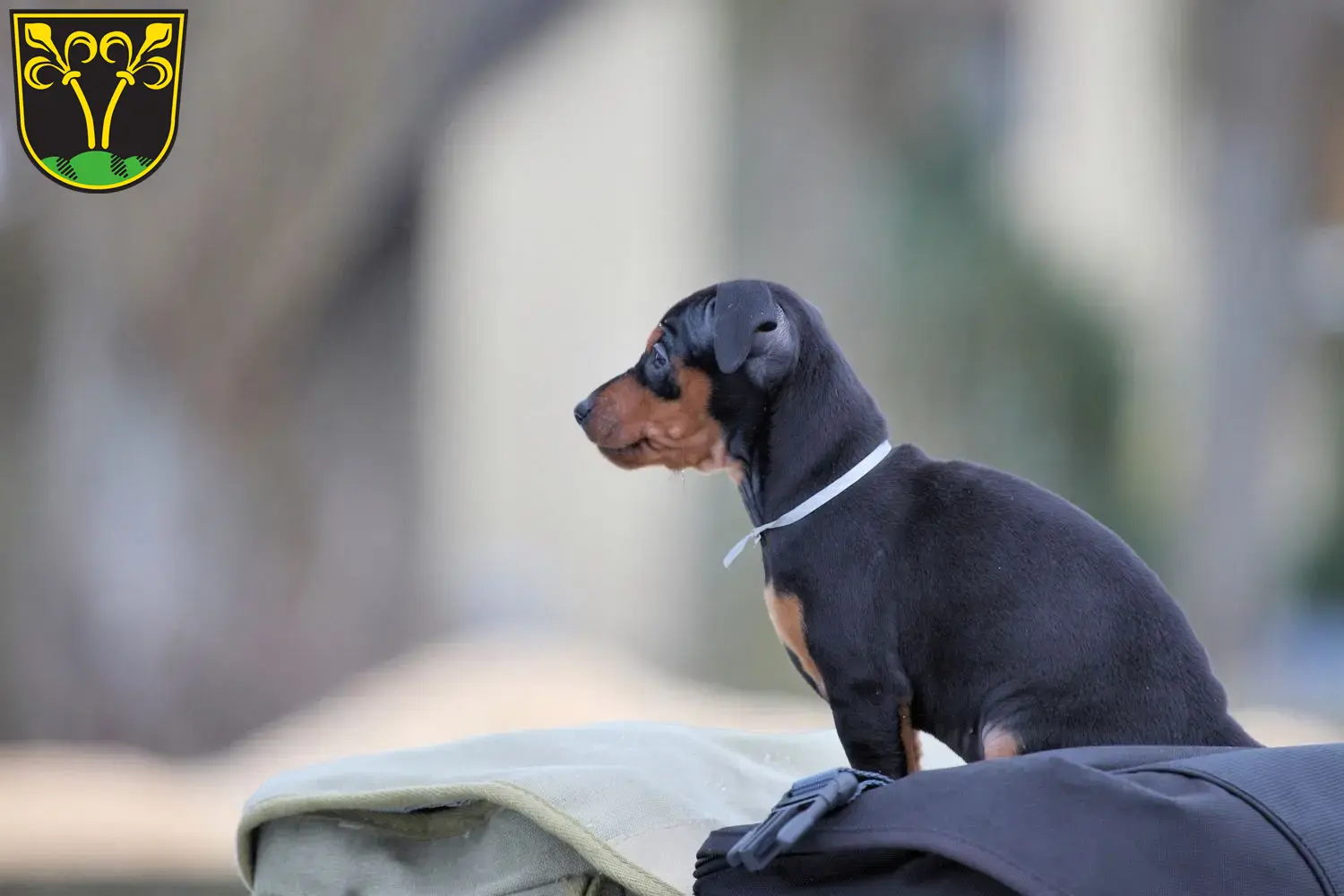 Mehr über den Artikel erfahren Zwergpinscher Züchter und Welpen in Traunstein