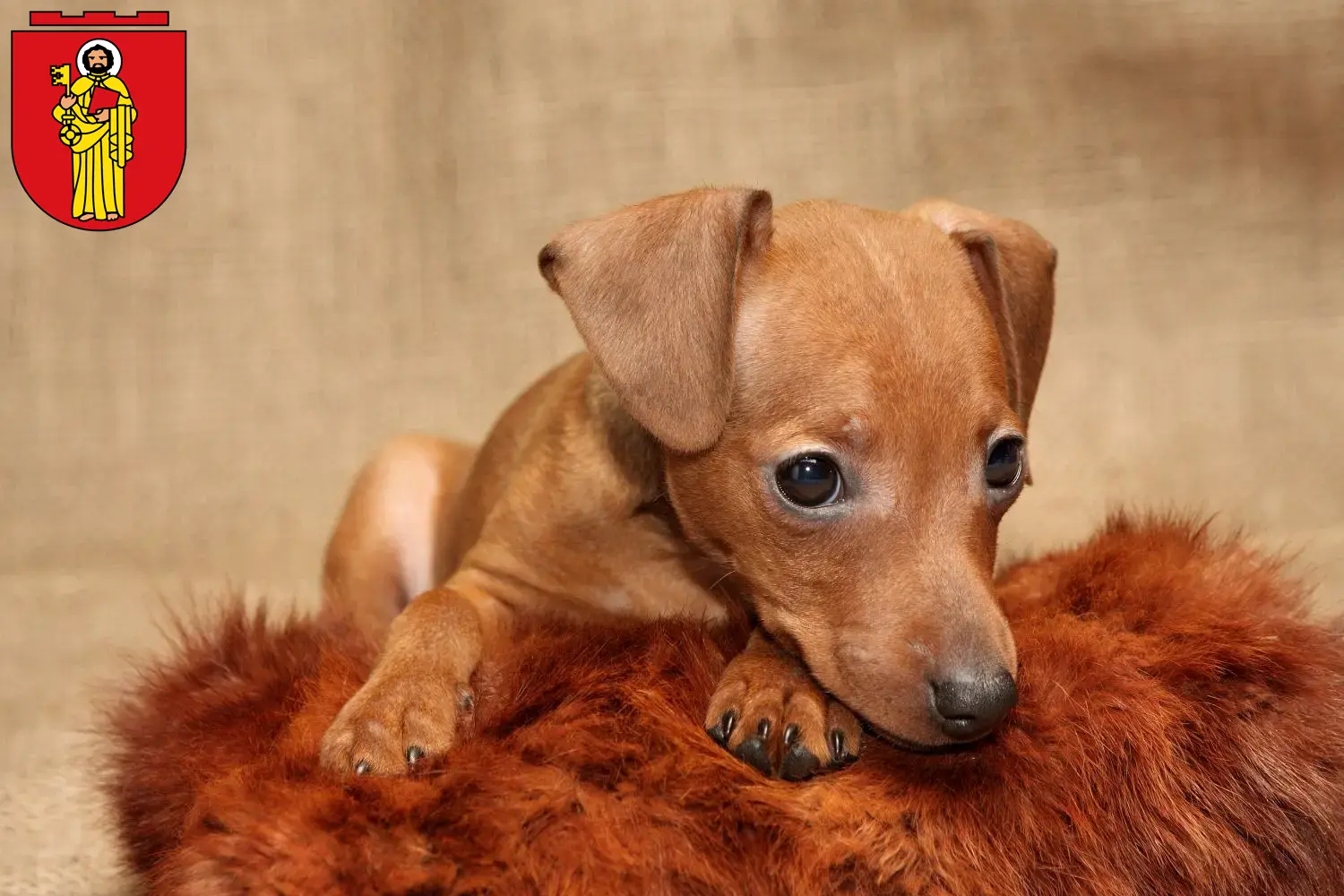 Mehr über den Artikel erfahren Zwergpinscher Züchter und Welpen in Trier