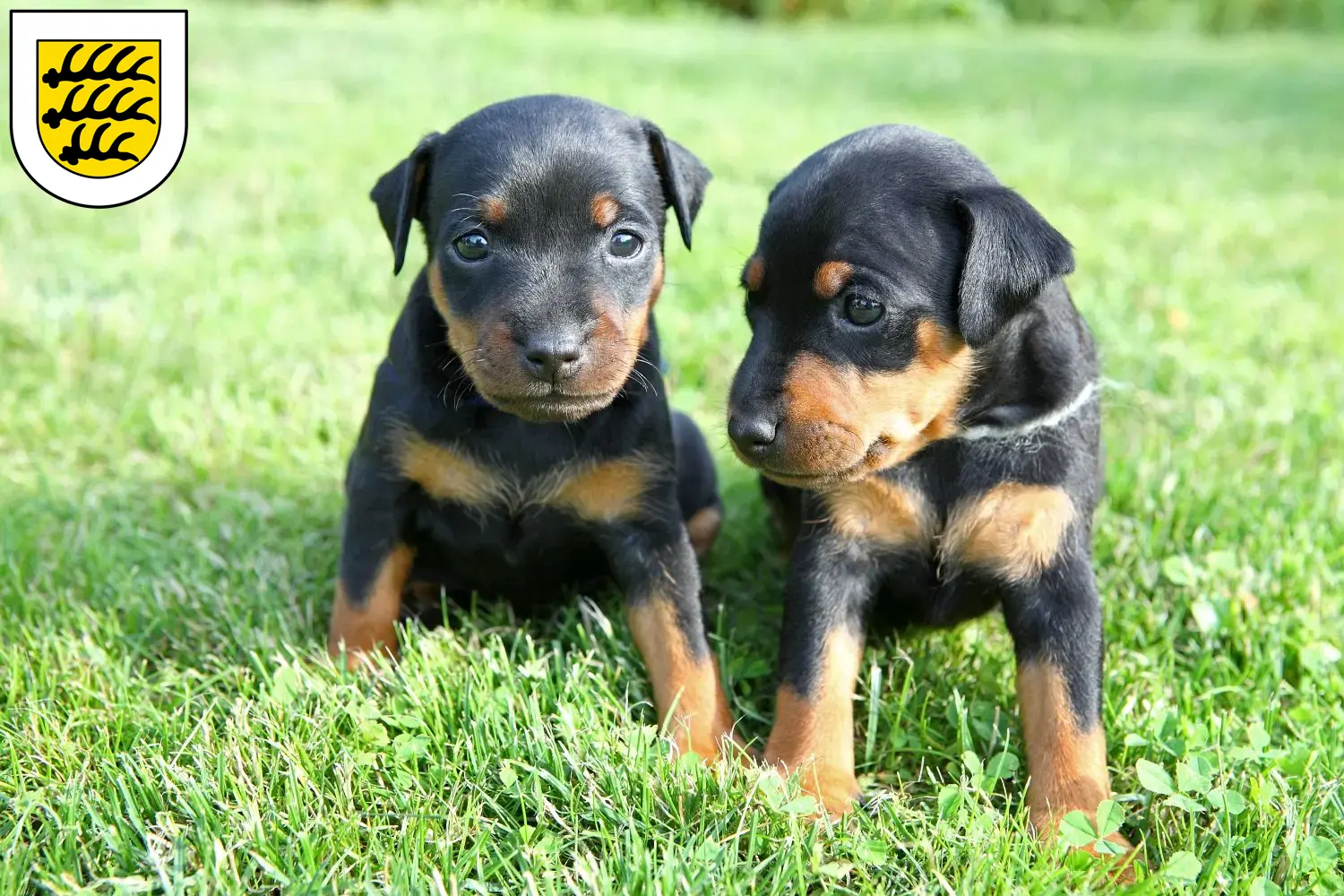 Mehr über den Artikel erfahren Zwergpinscher Züchter und Welpen in Tuttlingen