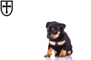 Mehr über den Artikel erfahren Zwergpinscher Züchter und Welpen in Verden (Aller)