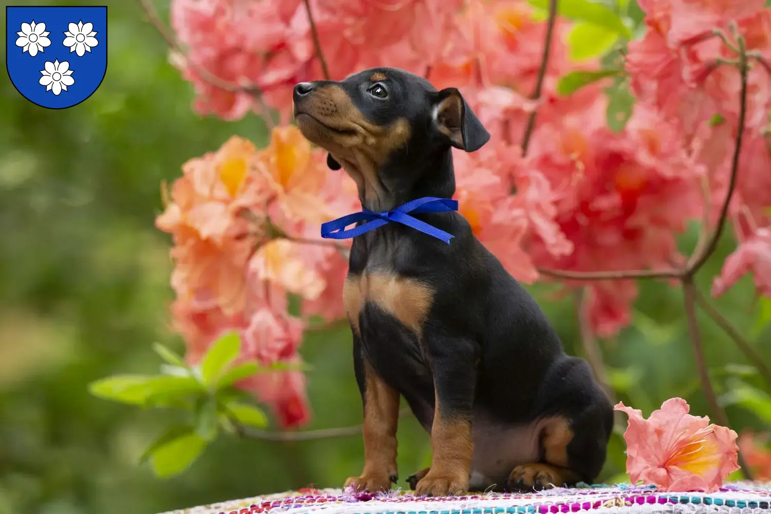 Mehr über den Artikel erfahren Zwergpinscher Züchter und Welpen in Viersen