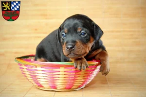 Mehr über den Artikel erfahren Zwergpinscher Züchter und Welpen in Weiden in der Oberpfalz