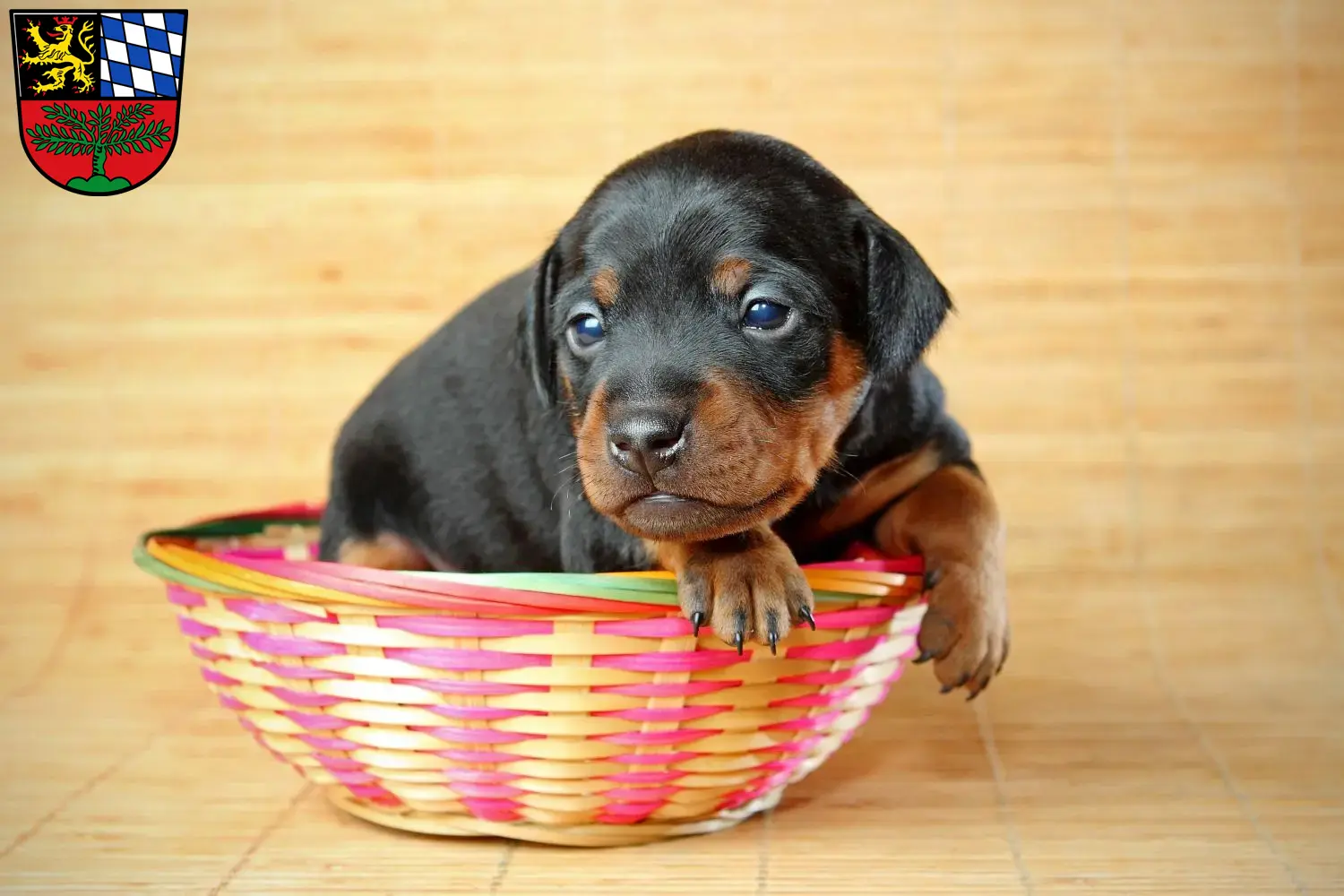 Mehr über den Artikel erfahren Zwergpinscher Züchter und Welpen in Weiden in der Oberpfalz