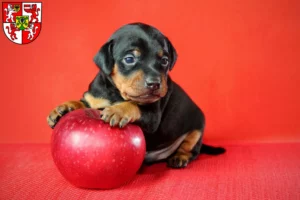 Mehr über den Artikel erfahren Zwergpinscher Züchter und Welpen in Weingarten